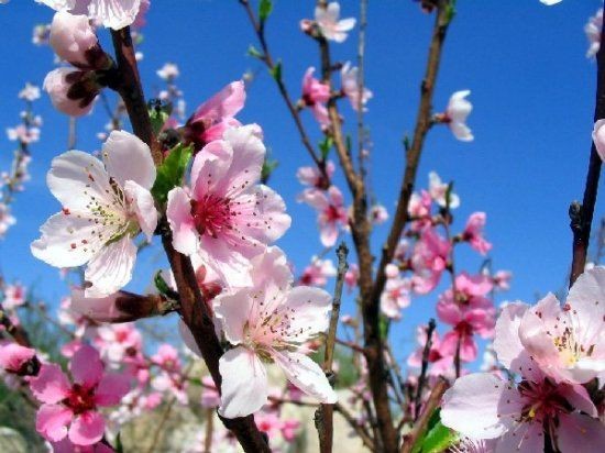 Növbəti iki günün hava proqnozu açıqlanıb
