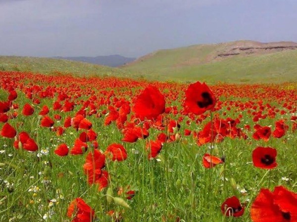 Şənbə gününün hava proqnozu
