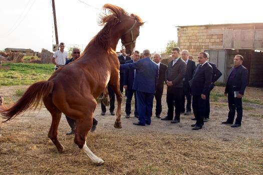 Qarabağ atları Cıdır düzündə yenə də çapacaq - NAZİR- FOTO