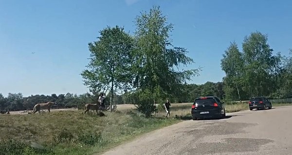 Hepardların hücumuna məruz qalan ailə...