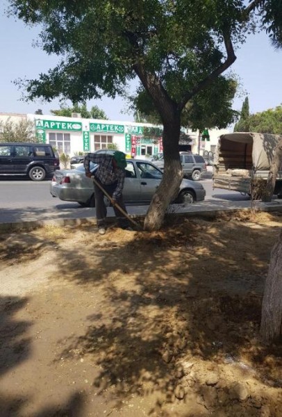 Nazirlik dibinə "kislota" tökülən ağacları himayəyə götürdü - Foto