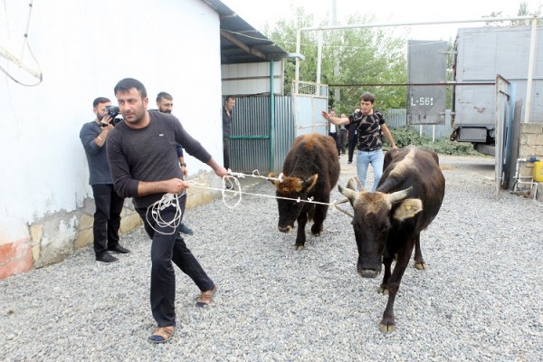 Azərbaycanda işsiz vətəndaşlara mal-qara verilib