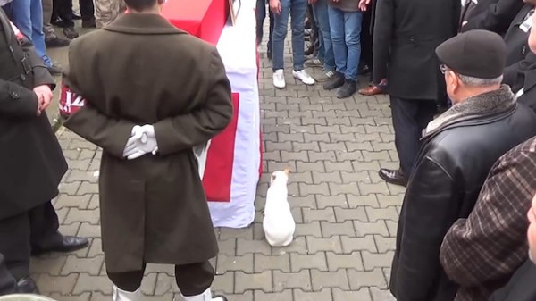 Şəhidin bəslədiyi pişik tabutunun başından ayrılmadı