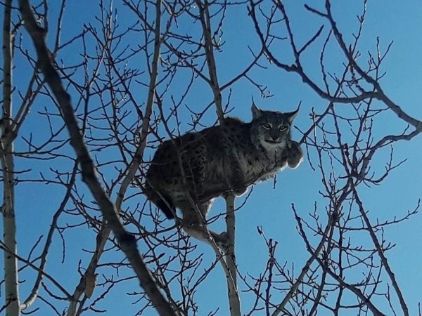 Ac qalan vaşaqlar yemək tapmaq üçün kəndə girdilər, amma...