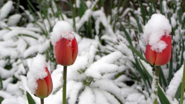 Hava kəskin dəyişəcək, güclü külək əsəcək, yağış və qar yağacaq