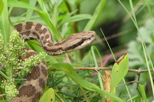 Zoologiya İnstitutu ilanların fəal dövrünün başlaması ilə əlaqədar insanları xəbərdarlıq etdi