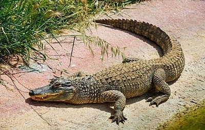 Çox sayda insanı yeyən nəhəng timsah tutuldu - FOTO