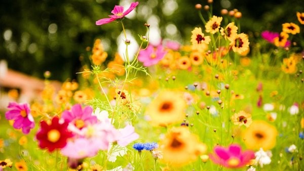 Sabah Azərbaycanın bəzi ərazilərində havanın temperaturu 40 dərəcə olacaq