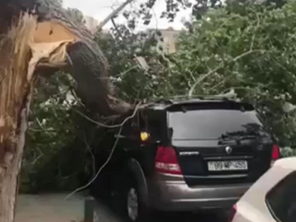 Bakıda güclü külək 15 ağacı aşırdı