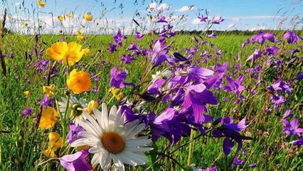 Azərbaycanda havanın temperaturu 44 dərəcəyədək artacaq