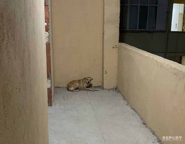 Bakıda küçə itləri yaşayış binasının 7-ci mərtəbəsinə çıxdı - FOTO