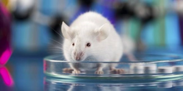 Koronavirus vaksininin sınaqlarına başlanıldı