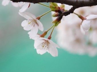 Şənbə gününün hava proqnozu açıqlandı