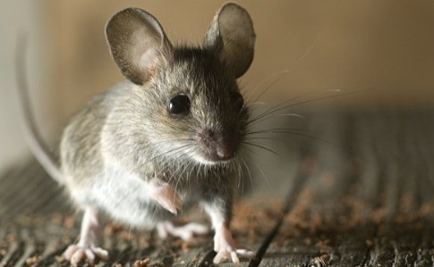 Təşviş doğuran yeni hantavirus - insandan-insana yoluxa bilirmi?