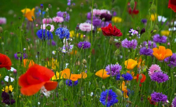 Sabahın hava proqnozu açıqlanıb