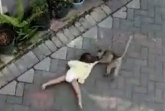 Meymun kiçik qızı qaçırmağa çalışdı