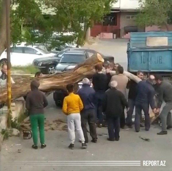 Bakıda külək ağacı avtomobilin üzərinə aşırdı