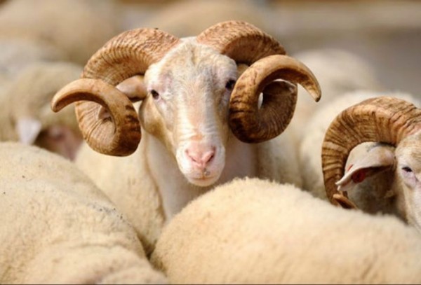 Qurban bayramının vaxtı bəlli oldu