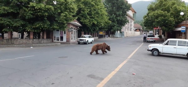 Azərbaycanda şəhər mərkəzində ayı görünüb