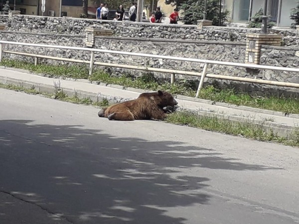 Şəhərin mərkəzində gəzən ayı vuruldu - FOTO