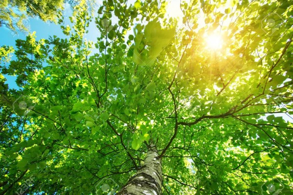 Sabah temperatur 35 dərəcəni keçəcək - HAVA PROQNOZU