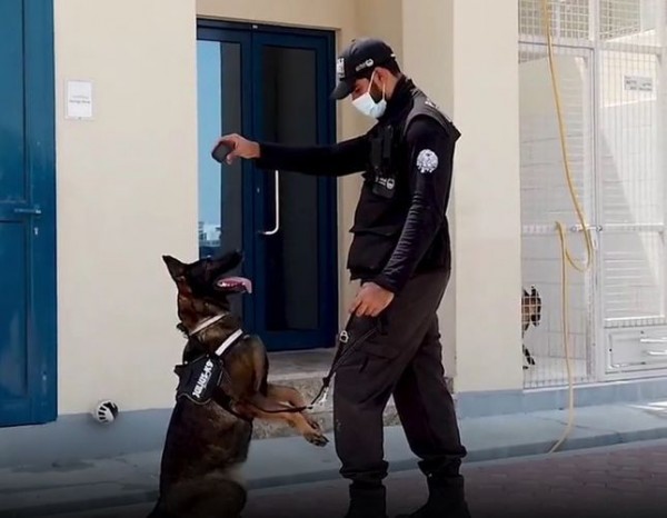 Bu ölkədə koronavirusa yoluxanları itlər tapır