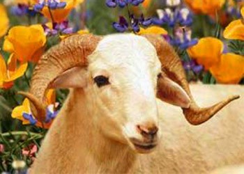 Qurban bayramı ilə əlaqədar onlayn satış yarmarkası təşkil olunacaq