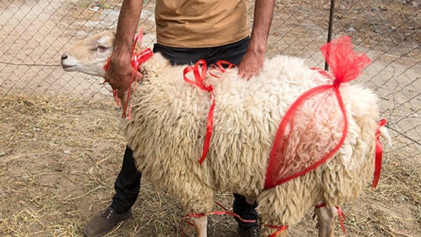 QMİ-nin iclasında qərar: Qurbanlar onlayn qaydada həyata keçiriləcək