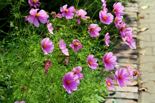 Sabahın hava proqnozu açıqlanıb