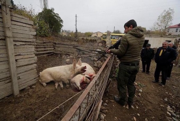 Laçını tərk edən ermənilər apara bilmədikləri heyvanları öldürürlər - FOTO