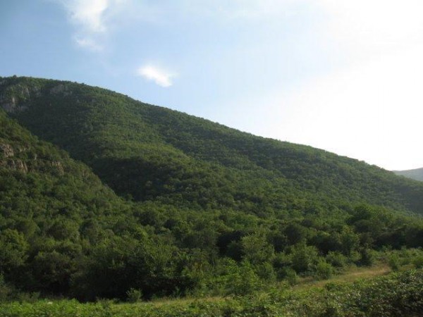 İşğaldan azad edilən ərazilərdə qoruqlar yaradılacaq