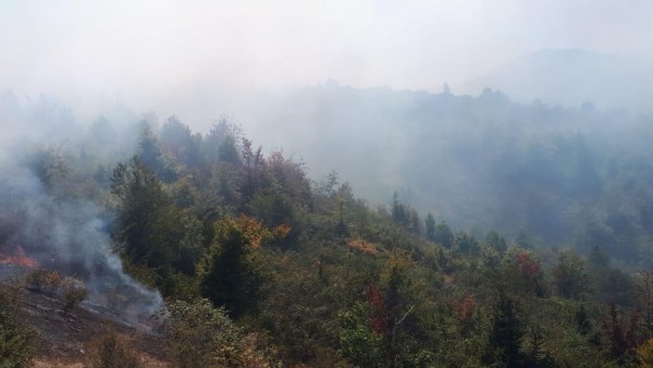Hirkan Milli Parkında yanğın söndürüldü