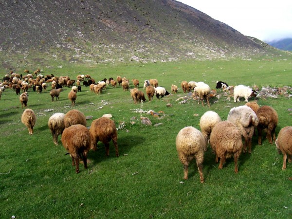 Erməni qoyunları sərhədi keçdi, 185-i müsadirə olundu