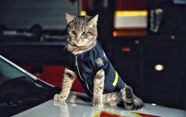 Ukraynada pişiyə “mayor” rütbəsi verilib -  FOTO
