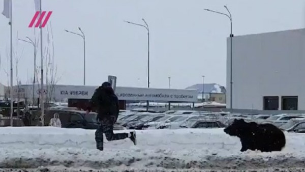 Azərbaycanlı biznesmenin ayısı Sibirdə yoldan keçənlərə hücum etdi