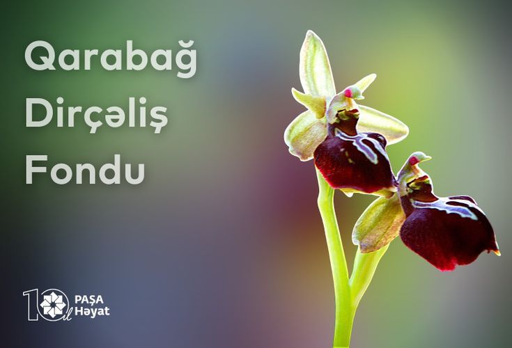 Qarabağ Dirçəliş Fondunda yeni  TƏYİNATLAR - FOTO