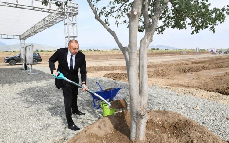 Prezident Ağdam şəhər meşə-parkında ağac əkib -  Yenilənib