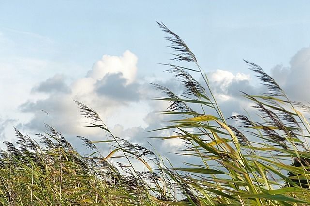 Sabahın hava proqnozu: Güclü külək əsəcək Sabahın hava proqnozu: Güclü külək əsəcək