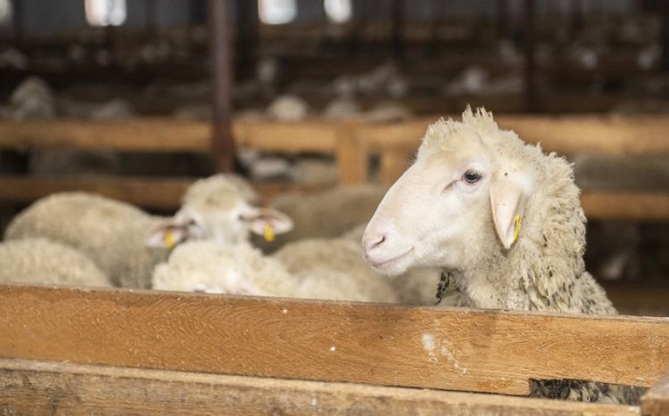 Qurbanlıq qoyun almaq üçün sayt açılır