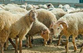 Qurbanlıq qoyunların qiyməti neçəyədir? -  VİDEO