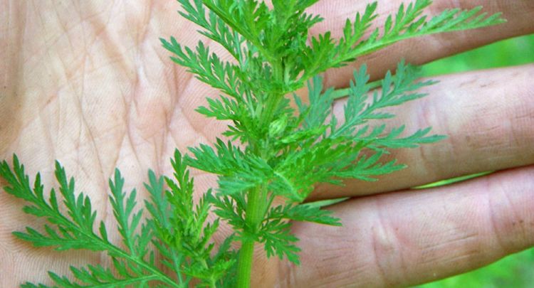 Alimlər koronavirusa qarşı təsirli olan təbii vasitəni açıqladı Alimlər koronavirusa qarşı təsirli olan təbii vasitəni açıqladı