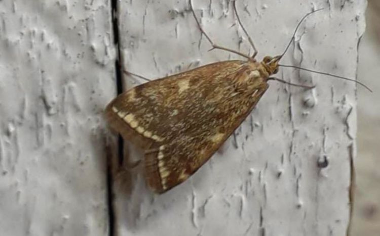 Bakı və Sumqayıtı bürüyən kəpənəklərlə bağlı  AMEA-dan açıqlama Bakı və Sumqayıtı bürüyən kəpənəklərlə bağlı  AMEA-dan açıqlama