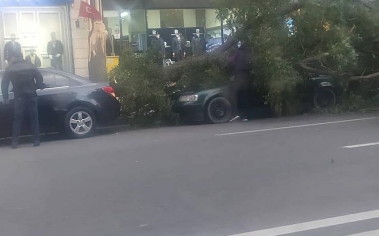 Güclü külək Bakıda bir sıra fəsadlar törədib -  FOTO