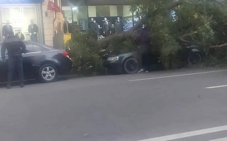 Güclü külək nəticəsində  Bakıda 93 ağac sınıb