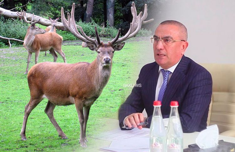 Şəmkirin həbs olunan icra başçısının maralları Salyana aparıldı