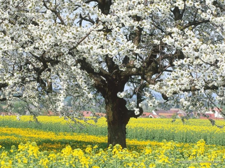 Mart ayının son günü hava necə olacaq?