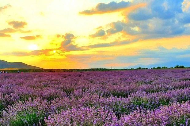 Azərbaycanda ilk dəfə lavanda festivalı keçiriləcək -  FOTO