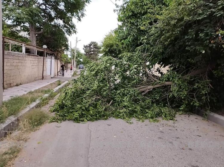 Salyanda güclü külək fəsadlar törədib -  FOTO