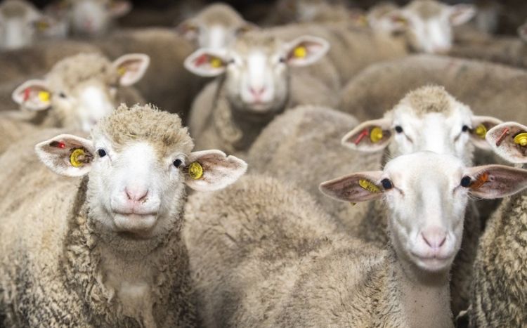 Qurban bayramı neçə gün davam edəcək? - QMİ Qurban bayramı neçə gün davam edəcək? - QMİ