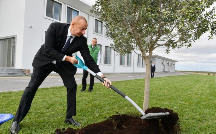 Prezident İlham Əliyev Zirədə zeytun ağacı əkib - FOTO